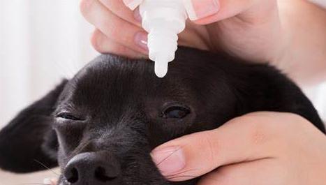 狗狗的小伤口应该怎么处理,紧急呼救狗狗救命