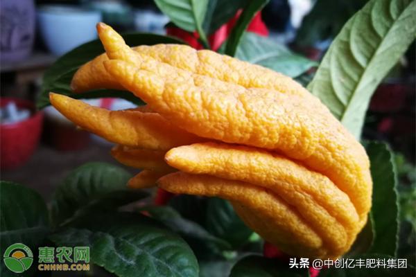 佛手莲盆栽的养殖方法,盆栽佛手怎样管理怎么施肥