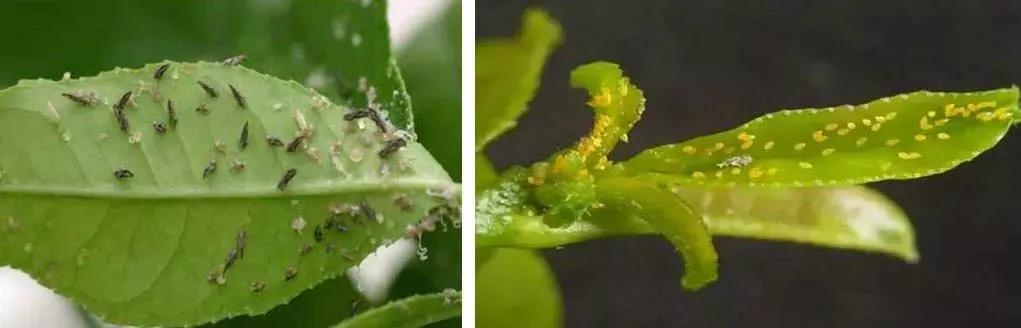 柑橘白色虫子怎么治疗,柑橘象鼻虫怎么彻底消灭