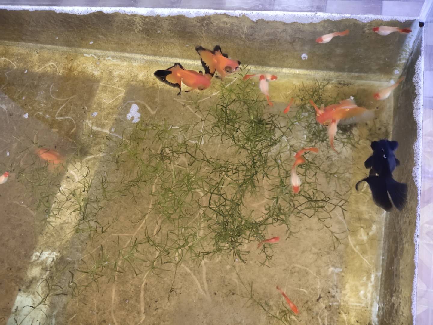 鱼缸里有气泡到底好不好,鱼缸里气泡多正常吗