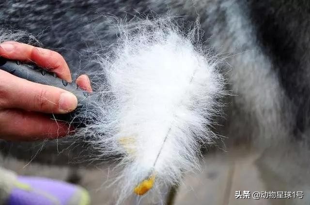 猫狗掉的毛可以织毛衣铲屎官：习惯就好