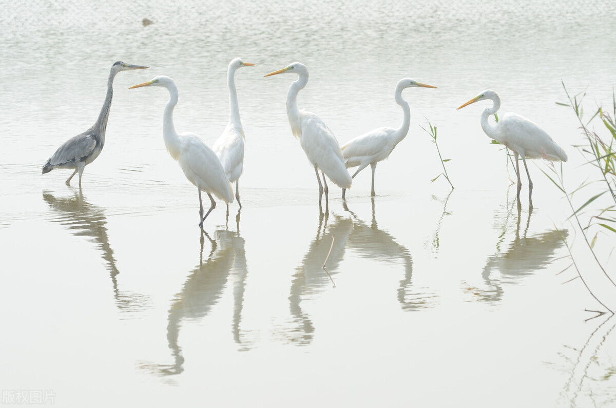 天津宁河的最新房价,最新天津宁河房价