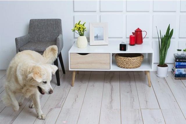 下雨天狗狗不能出去遛怎么办,下雨天不能遛狗不排便怎么办