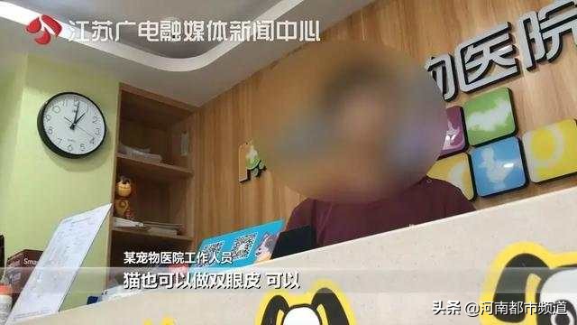 有人竟花1万给猫拉了双眼皮！网友炸锅：考虑过猫的感受吗？