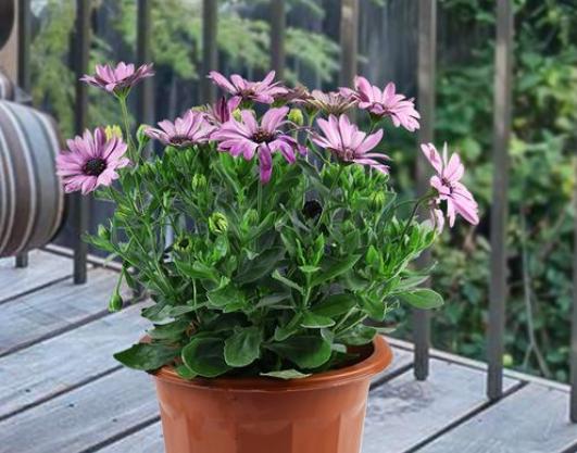 万寿菊感染斑枯病和花腐病,掌握这五个办法,枯萎病斑立马褪散