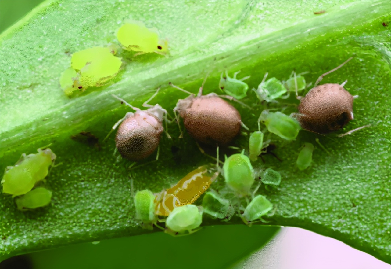 秋天的树叶为什么会变红变黄,秋天树叶为什么会变黄掉下来