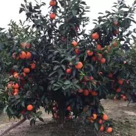 柑橘新优优缺点,设施柑橘新品种优缺点
