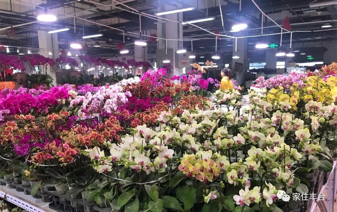 丰台四大花市在哪里,北京丰台值得逛一逛
