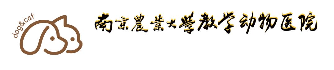 最坑狗狗的药品,宠物猫常用药大全