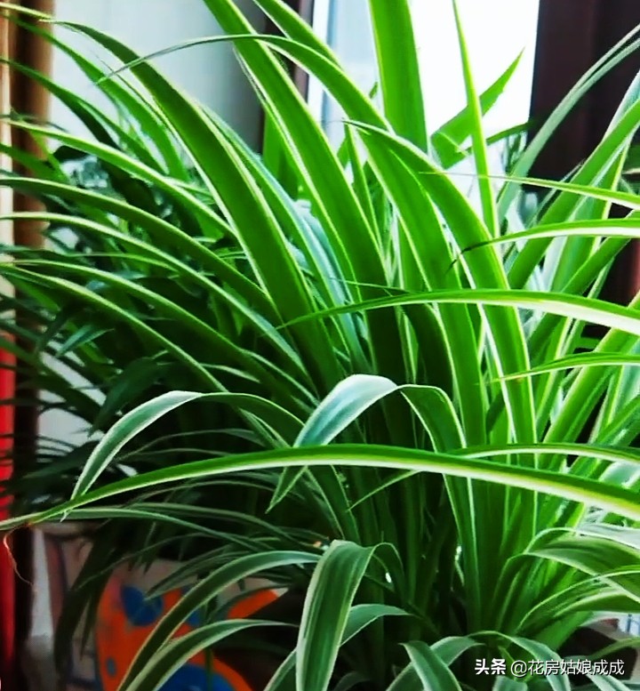 绿萝叶尖干是怎么回事,绿萝吊兰叶子发黄怎么办