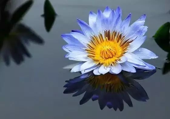 这才是世界上最贵的花卉,十大名贵花卉家养