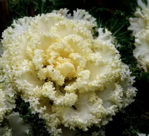 绿色像菜一样的花,像菜一样的花