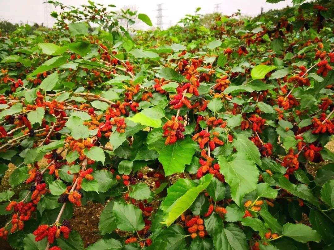 广东广州秋天正确的打开方式,广州花都夏天的好去处