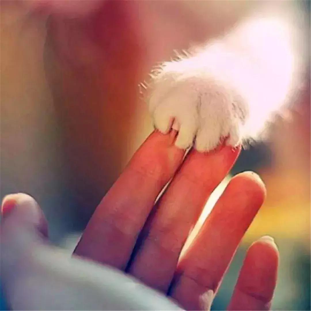 铲屎官教德牧技能,铲屎官怎样训练猫咪抓老鼠