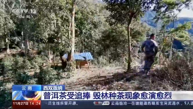 西双版纳热带雨林就是原始森林吗,西双版纳离城区近的原始沟谷雨林