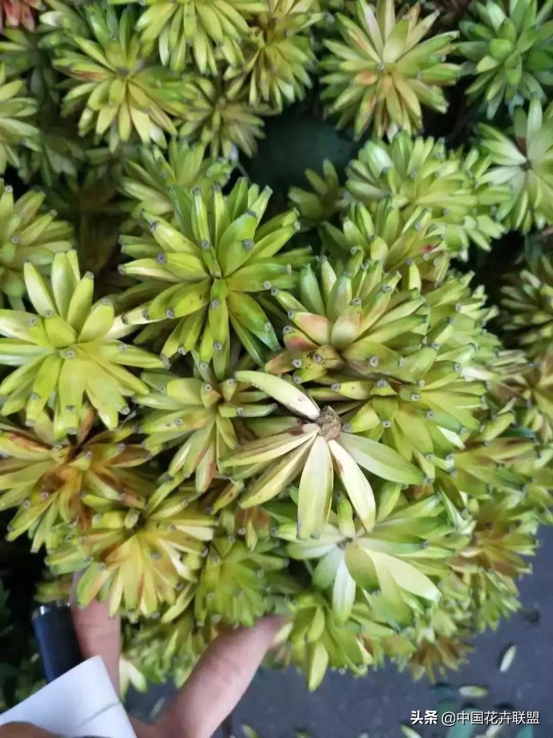 春天花市有哪些花材,便宜又大把的花材有哪些