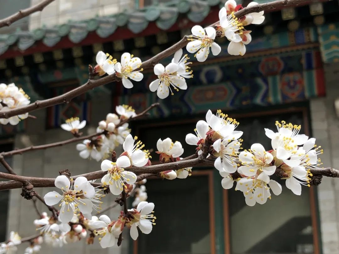 北京协和医学院招几个专业,北京协和医学院临床医学的分数线