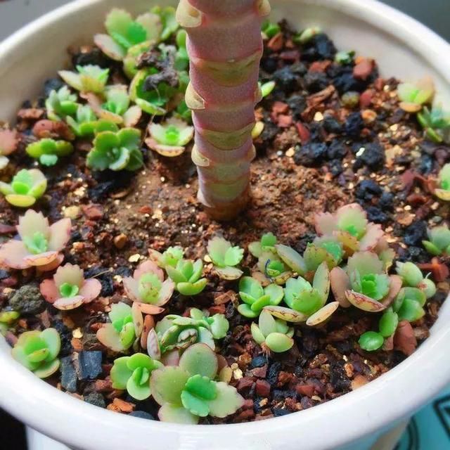 一根枝掉地上都能活，没几天就重新冒一棵出来，年年长成一大簇