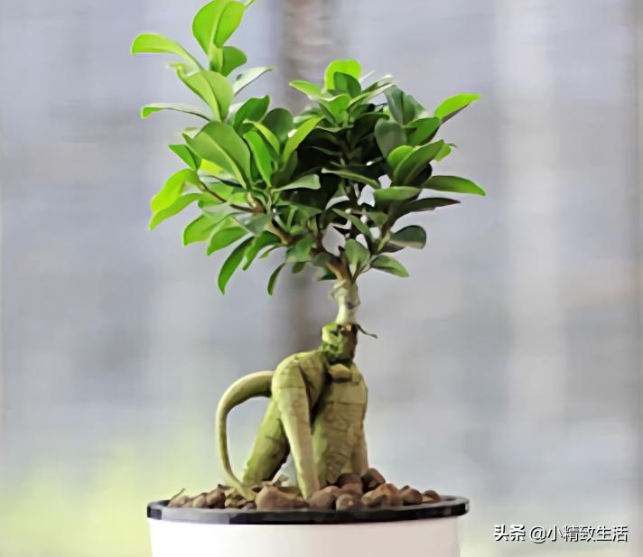 参榕是怎么养成的,养人参榕树用什么土