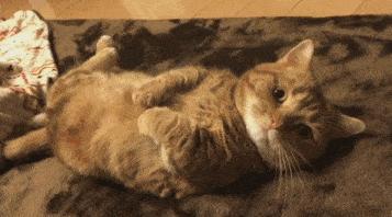 如果被猫吓到了怎么办,不要轻易去吓猫咪