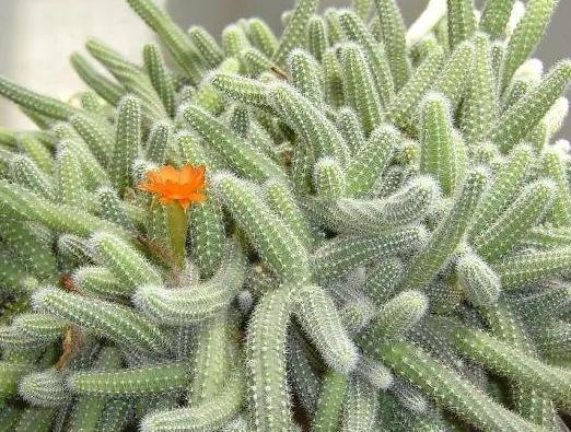 如何养护、扦插仙人指？按照3步操作，蹭蹭开出双层花