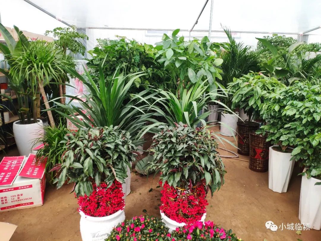 临颍花卉市场有玫瑰花么,临颍花卉市场几点开市