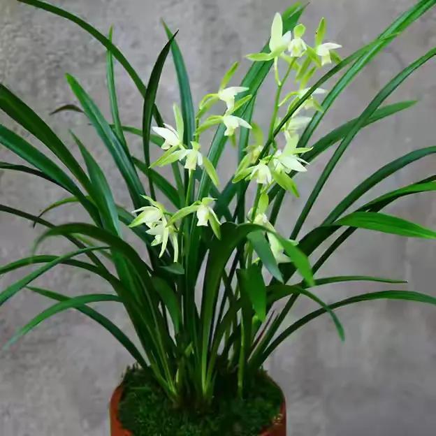 适合家养的兰花多少钱,适合家养的兰花品种图片