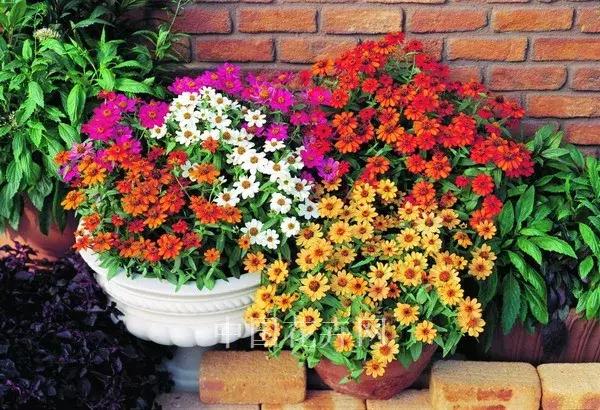 刚装修房子放的花没几天都黄叶了,花突然蔫了怎么回事