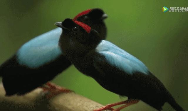 你这个坏怂，尽显渣之本色