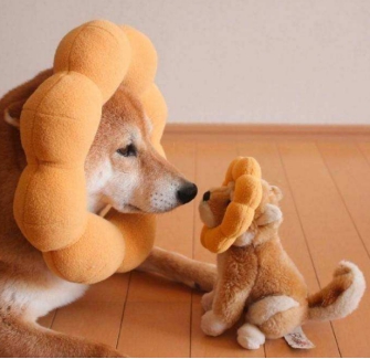 狗狗皮肤干燥发痒用什么保湿,狗狗的皮肤痒用什么药