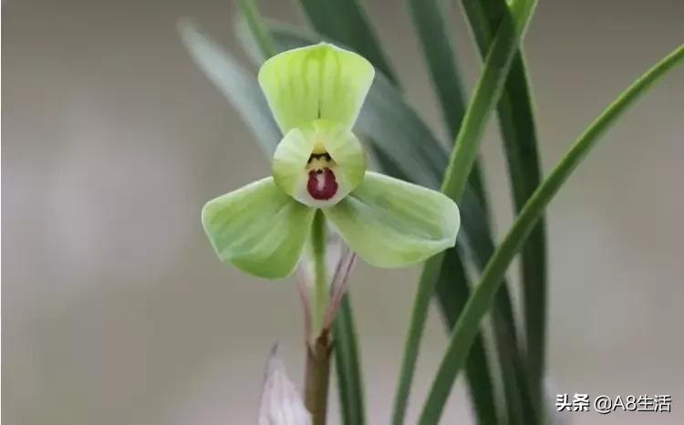 每日一品～中国兰花～春兰茗品～美芬荷