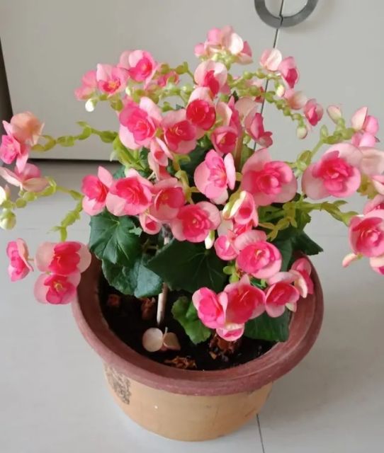 养的花老掉叶子,还越长越乱?老师傅的修剪方法,花越长越旺!