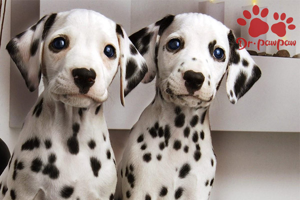 狗狗皮肤病真菌与螨虫的区别,狗狗螨虫型皮肤病反反复复怎么办