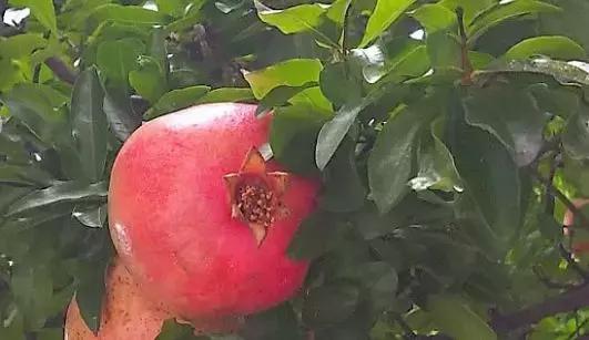 糖尿病能吃石榴吗有什么功效,糖尿病的人可以吃石榴吗