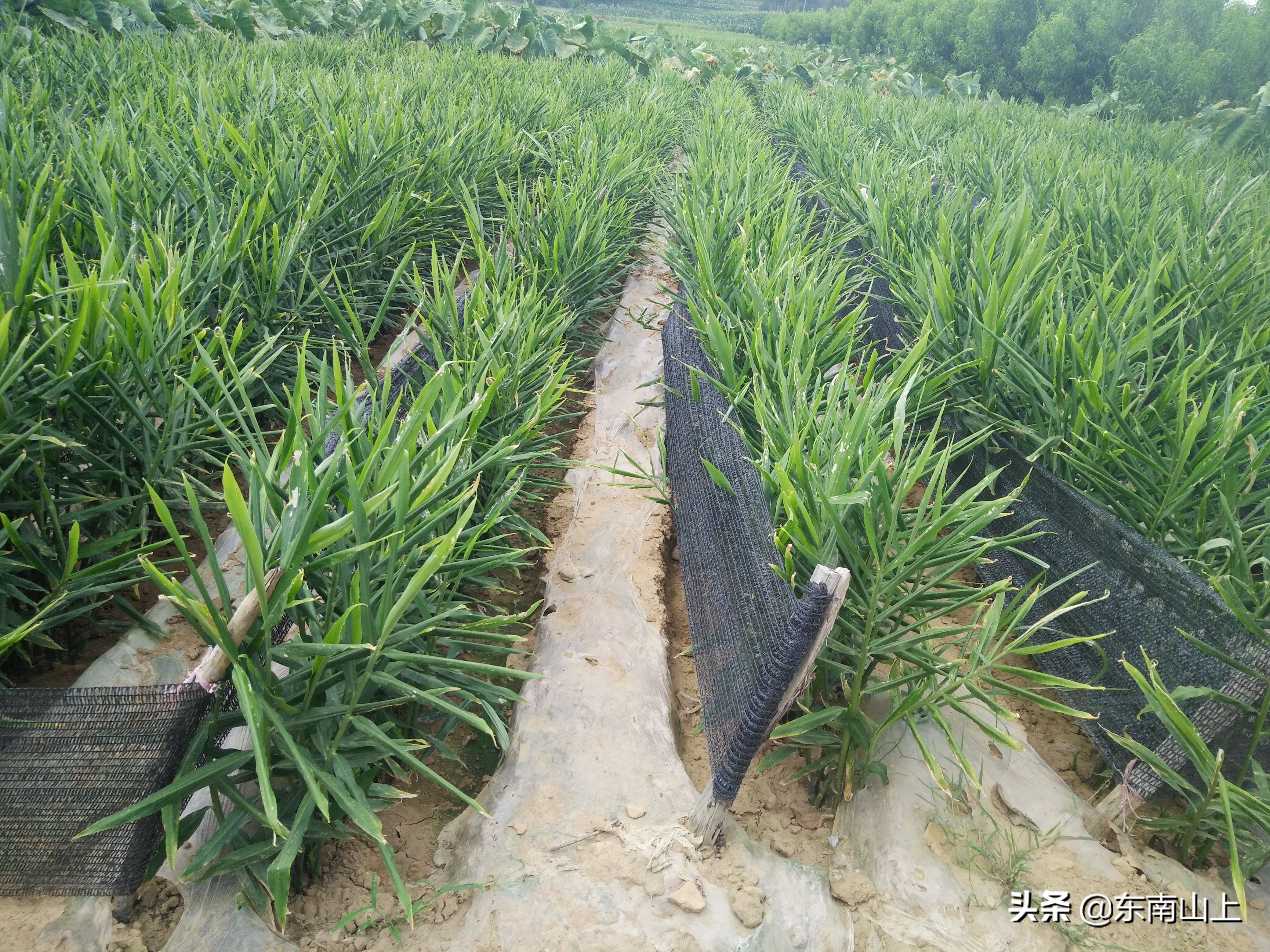 怎样防止生姜底肥烧苗,小拱棚生姜怎么放风