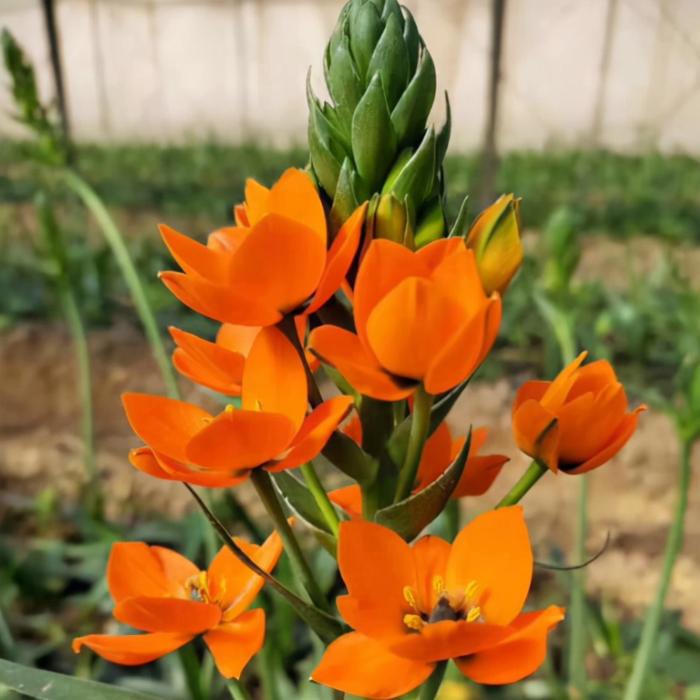 百合喜欢哪种类型,百合属于球根花卉吗