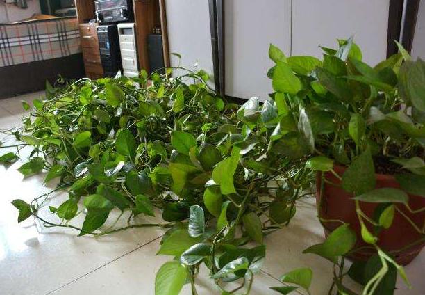 发霉的玉米面做肥料,发霉的玉米面能沤肥吗