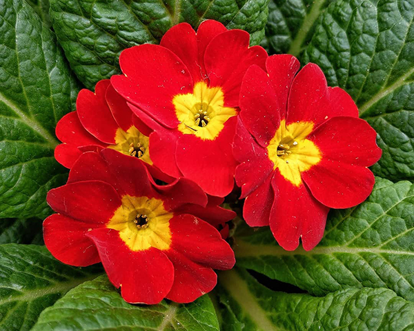 报春花怎么迎接春天,报春花怎么养才能开花