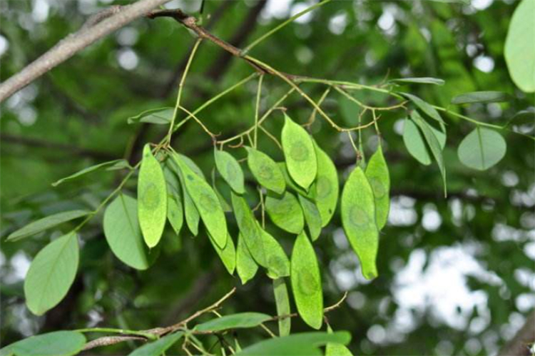 什么木材算是檀木树种,属于檀木的树都有什么