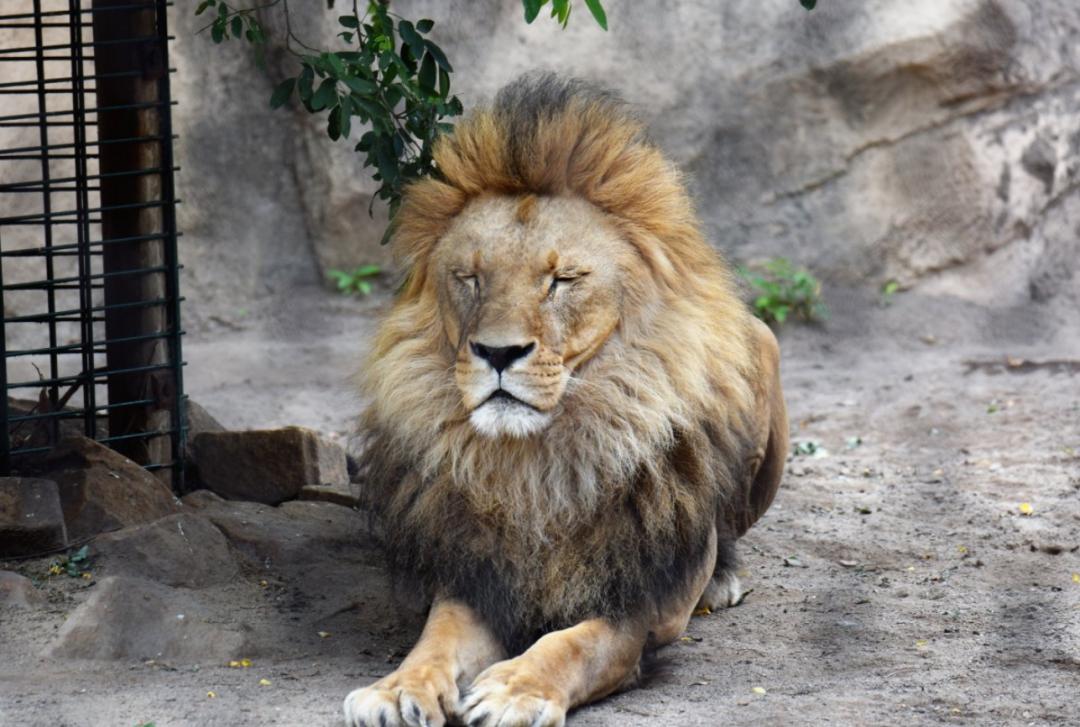 菜花蛇到底是不是无毒蛇,菜花蛇无毒为什么能称百蛇之王