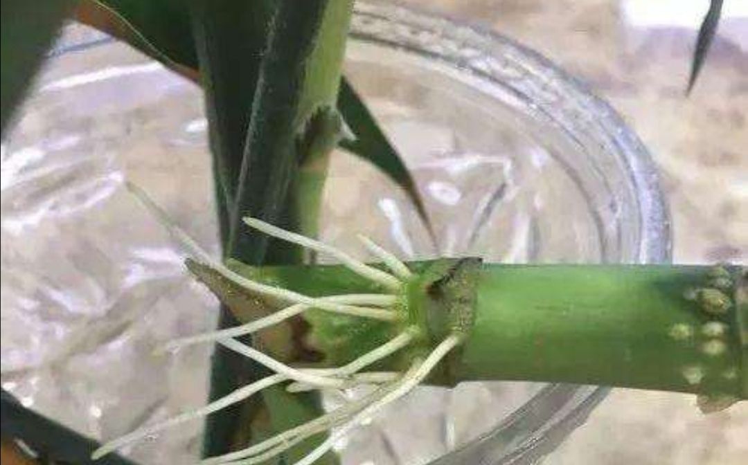 富贵竹爱黄叶、水发臭?“剪一刀”就解决了