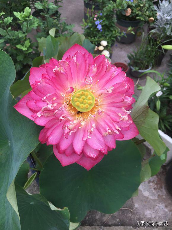 莲子培育盆栽荷花,一粒莲子可种多大的盆