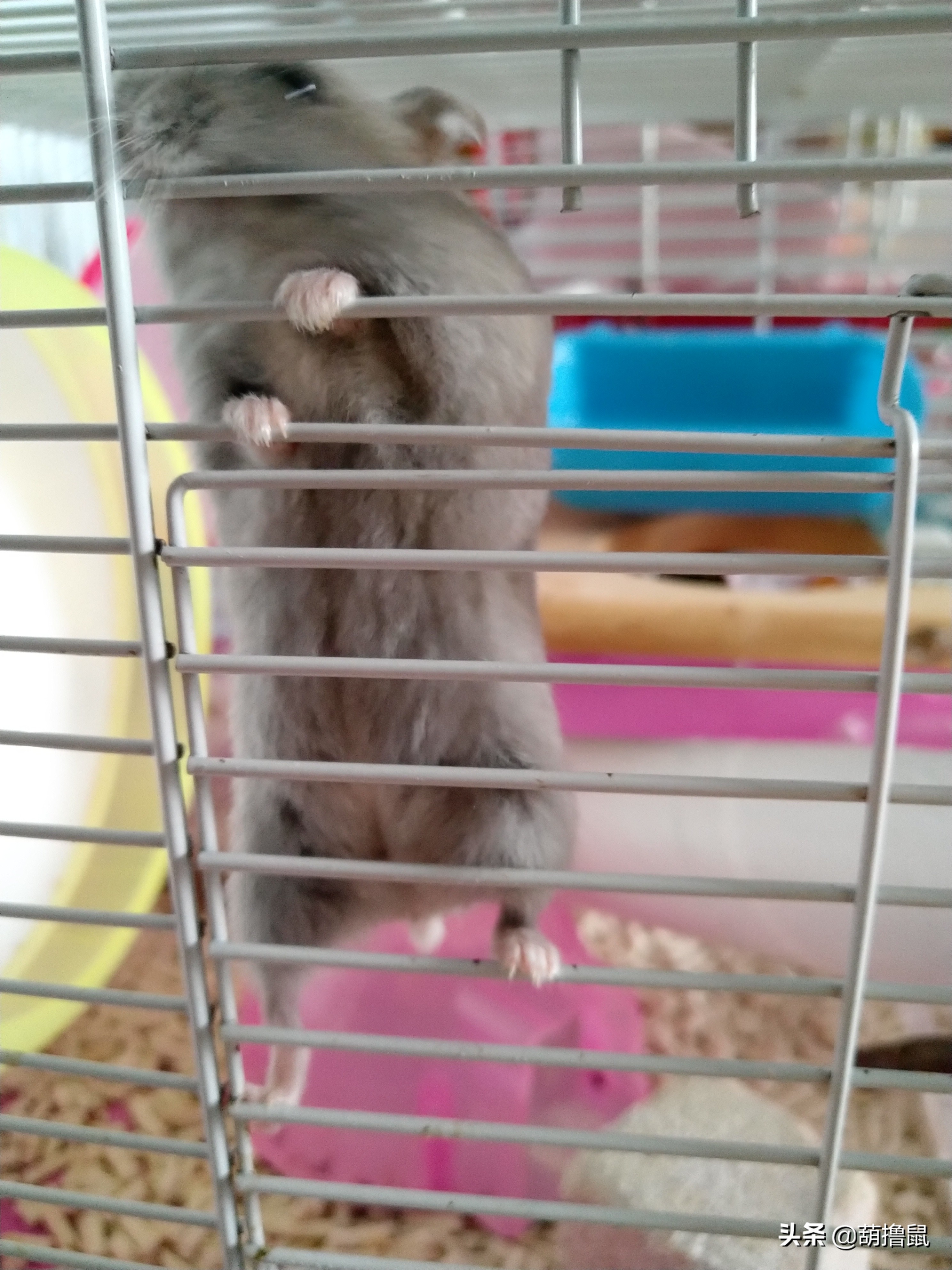 仓鼠怀孕后的注意事项,仓鼠生育注意什么事项图片