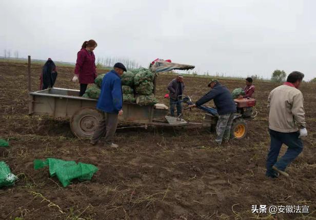 怀远县常坟镇产业振兴助力脱贫