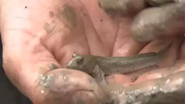 如何捕鱼跳跳鱼,野生跳跳鱼养殖