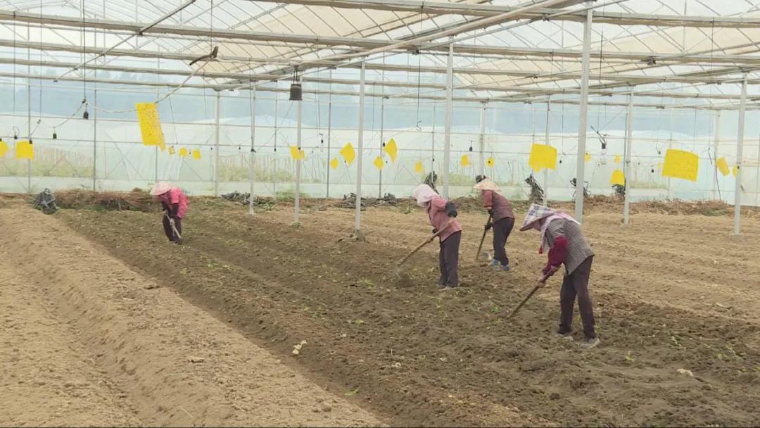 特色农业致富模式,农业致富新道路