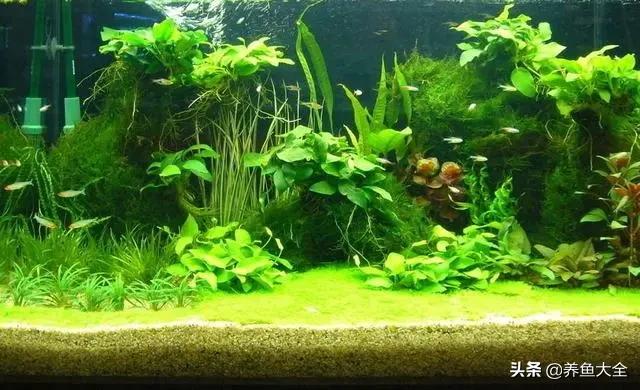 鱼缸水草烂根的处理方法,鱼缸水草烂根怎么修剪