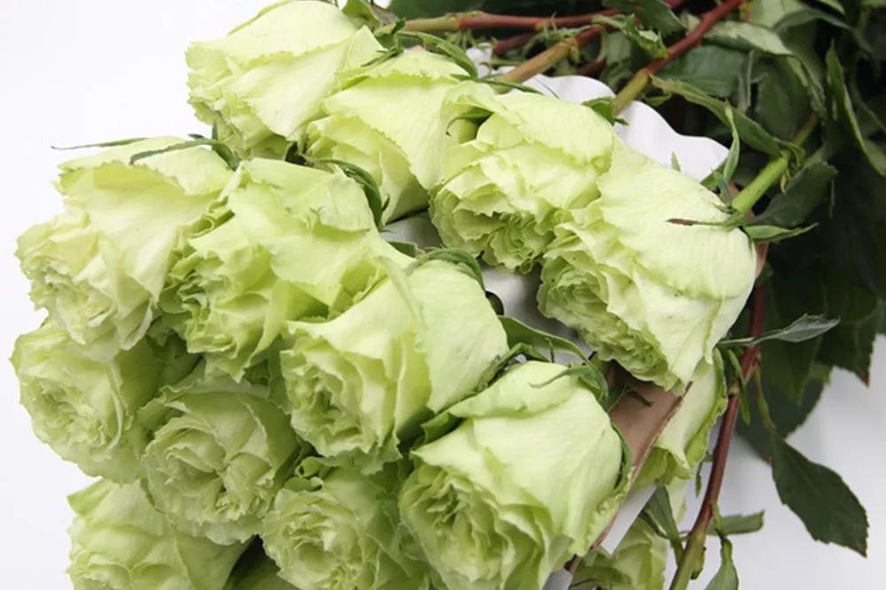 花店常用玫瑰花品种大全,一篇文章带你认识三亚40种花