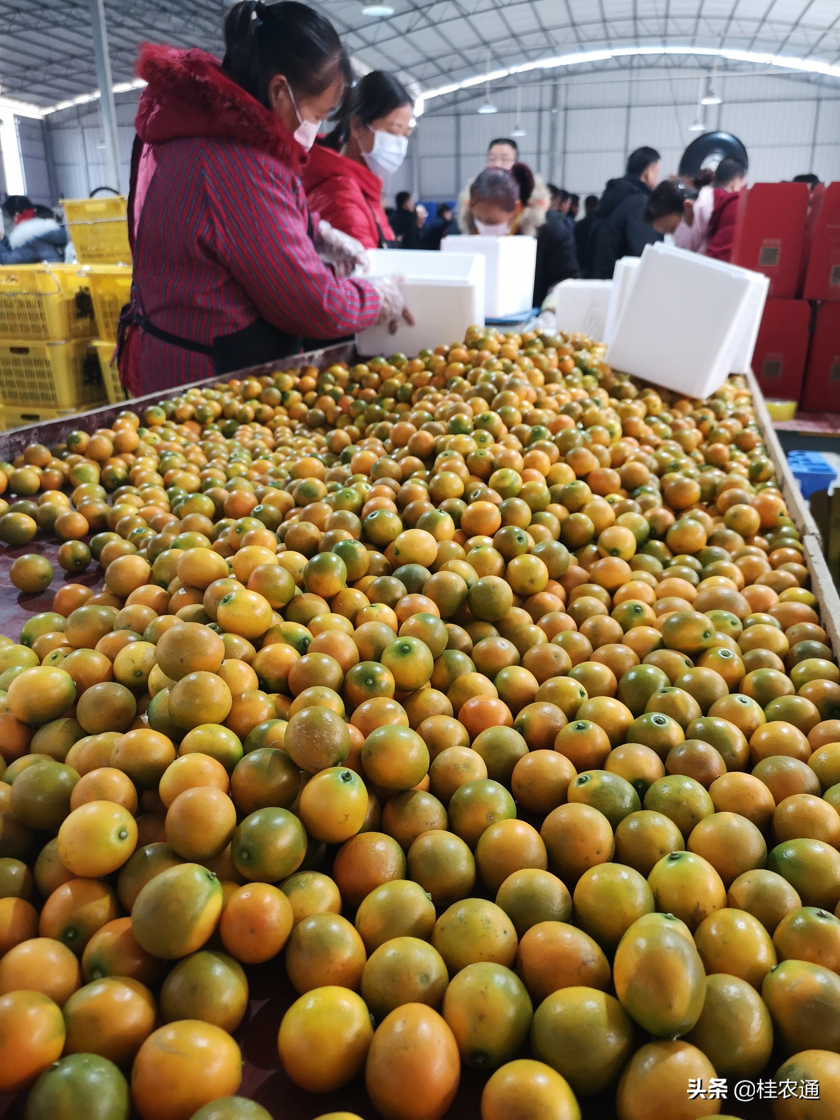 柑橘代办徒弟,沙糖桔代办员有哪些