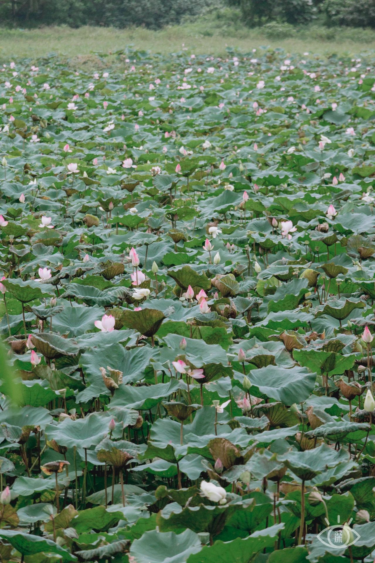 深圳洪湖公园7月18号还有荷花吗,深圳洪湖公园现在有荷花开吗